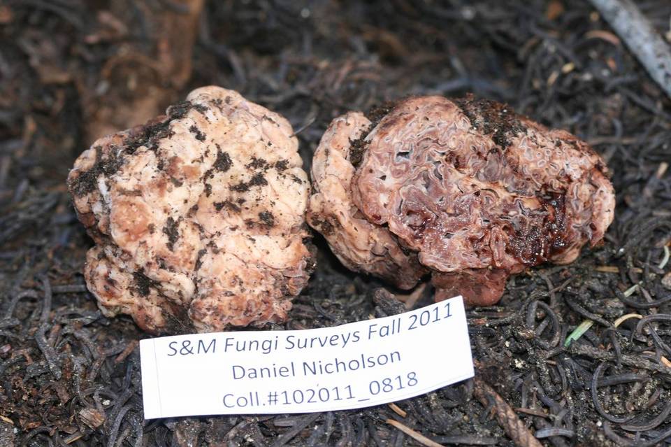 Hydnotrya cerebriformis image
