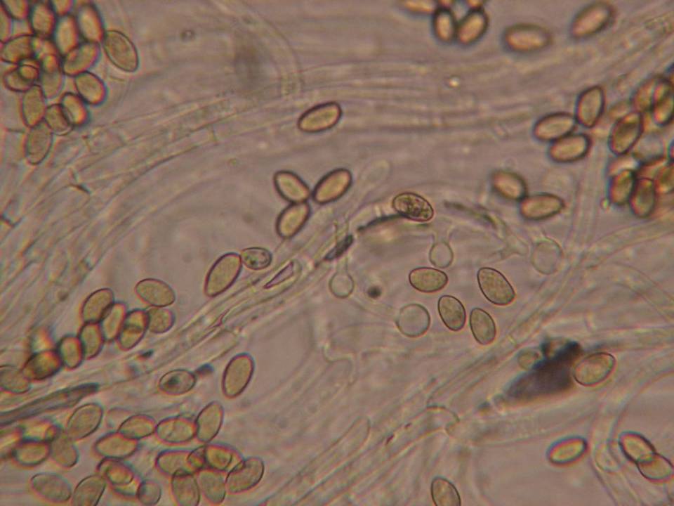 Galerina dimorphocystis image