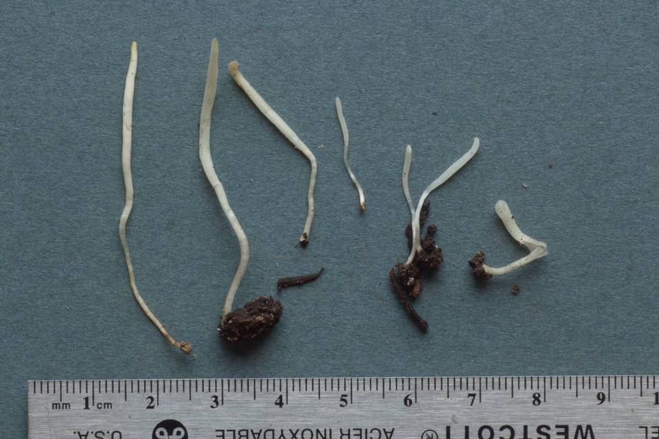 Clavaria tenuipes image