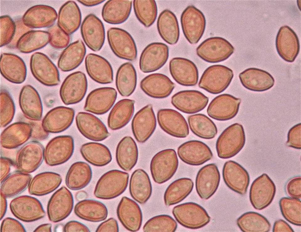Psilocybe septentrionalis image