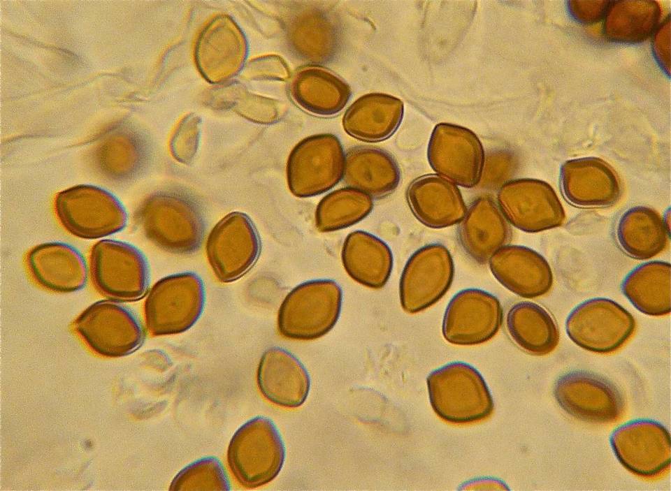 Psilocybe wayanadensis image