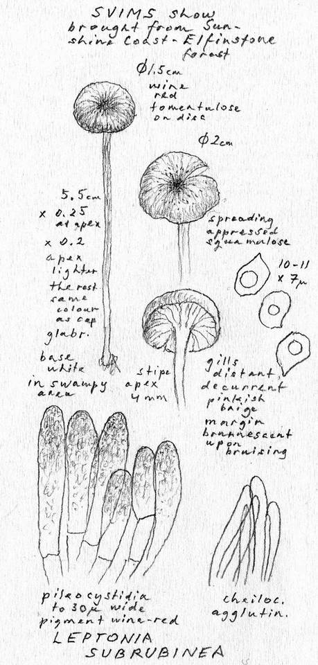 Entoloma subrubineum image