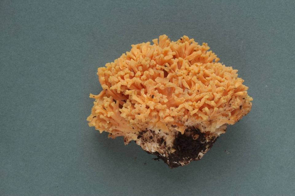 Ramaria rubricarnata var. verna image