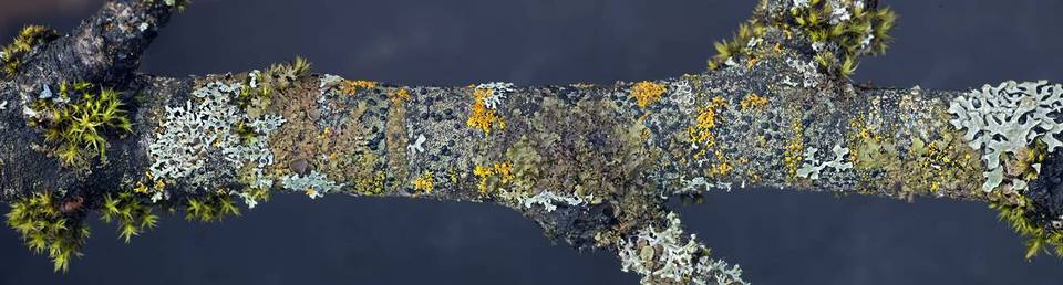 Lecidella elaeochroma f. elaeochroma image