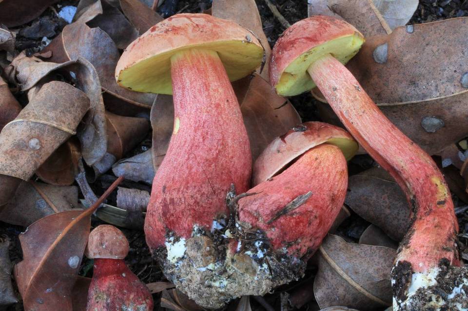 Heimioporus fruticicola image