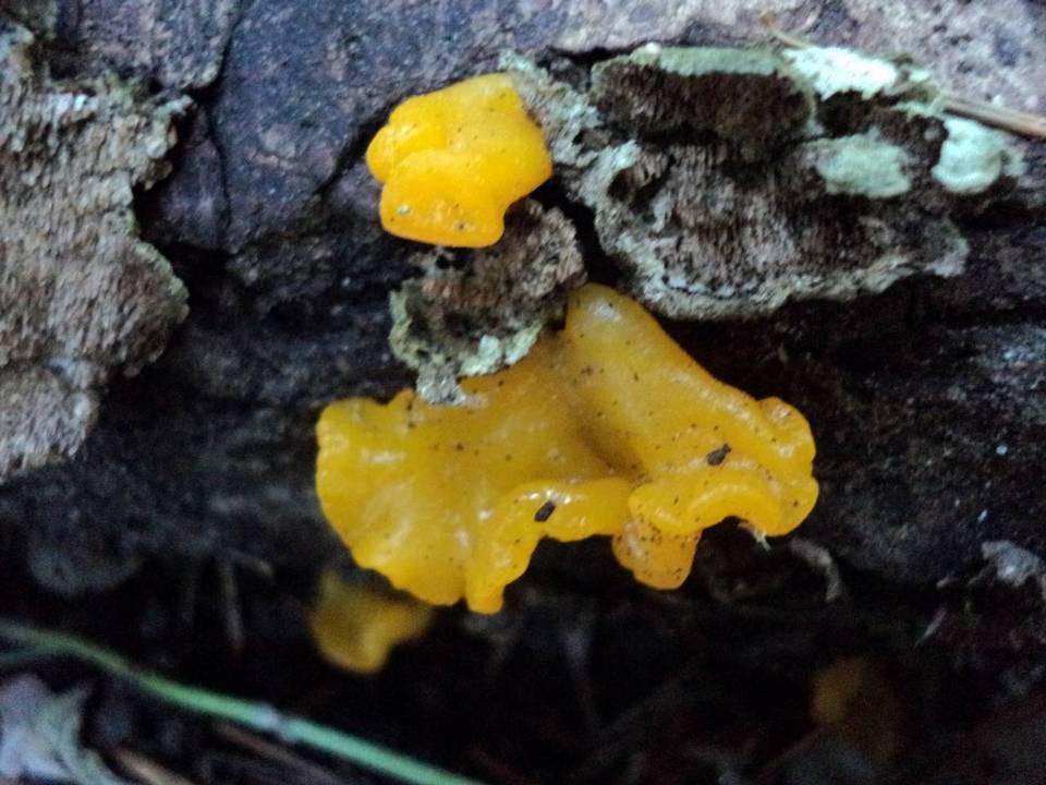 Naematelia aurantia image