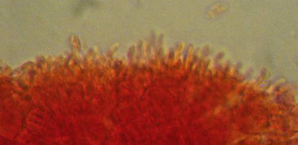 Mycena pusilla image