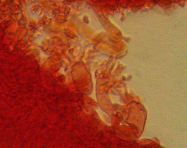Mycena pusilla image