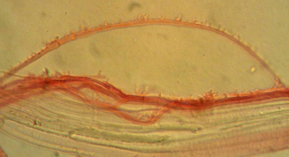 Mycena pusilla image