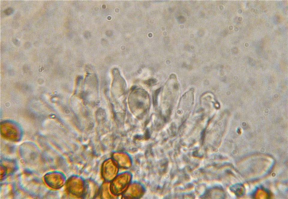 Psilocybe septentrionalis image