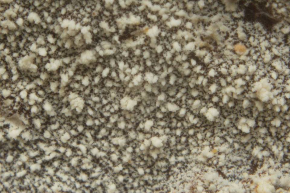 Trechispora microspora image