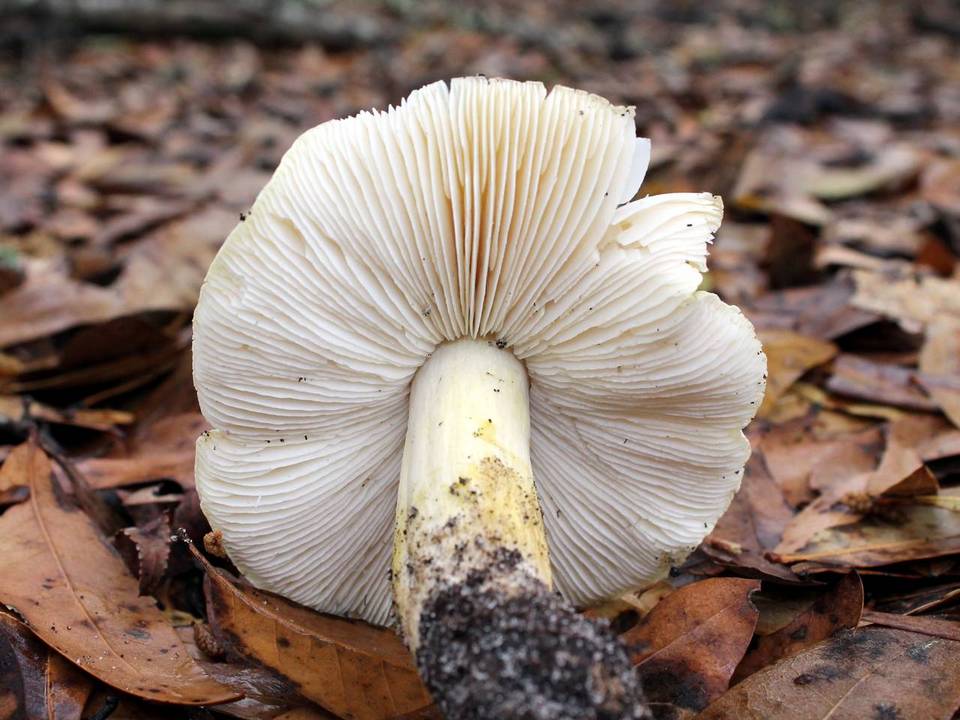Tricholoma floridanum image