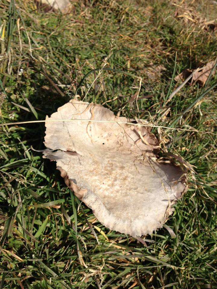 Calvatia cyathiformis subsp. cyathiformis image