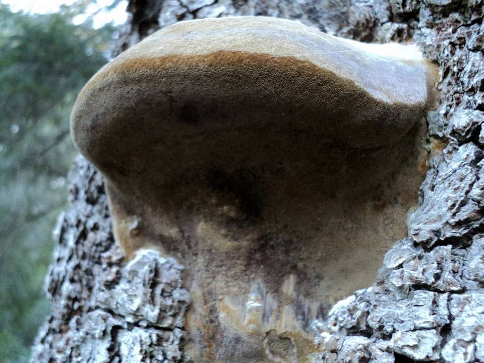 Fomitiporia fissurata image
