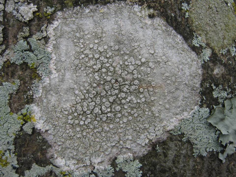 Ochrolechia szatalaensis image