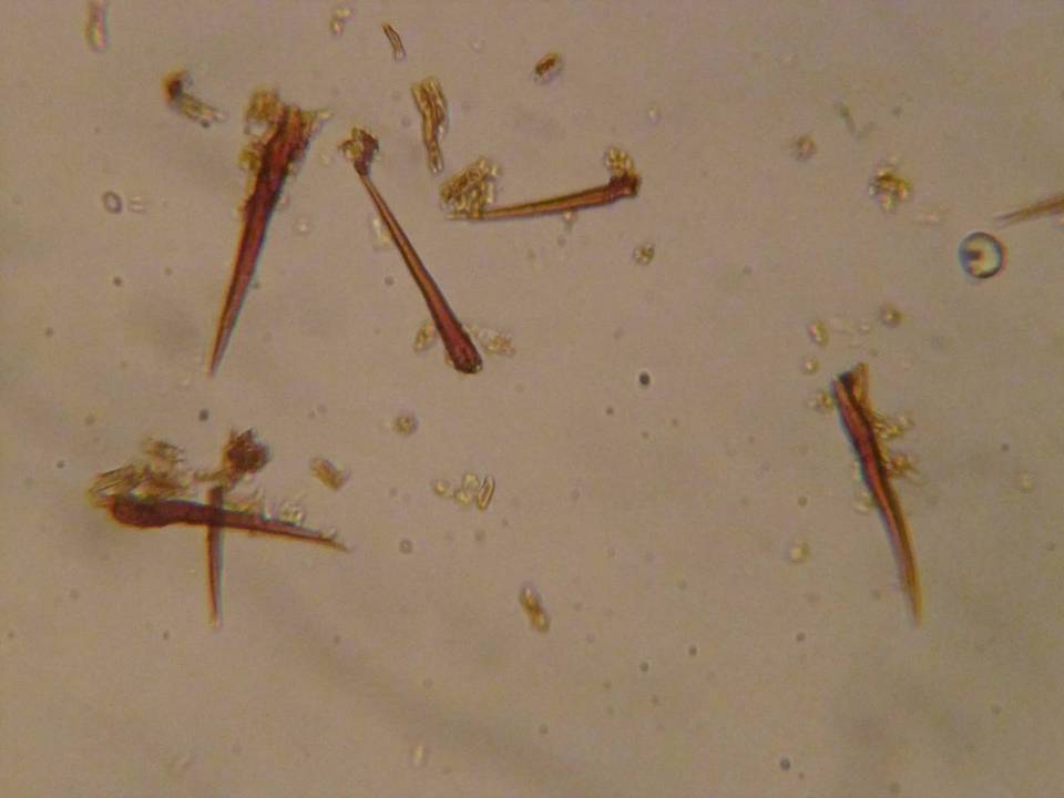Hymenochaete fuliginosa image