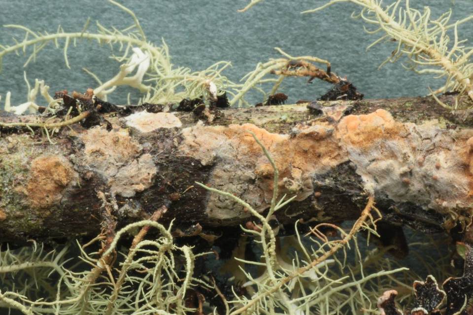 Aleurodiscus aurantius image