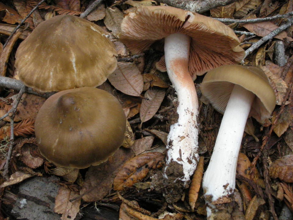 Entoloma aprile image