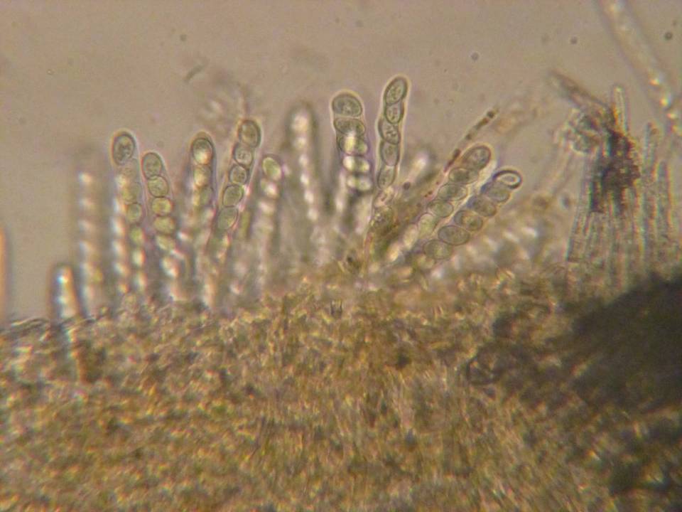 Lachnellula gallica image