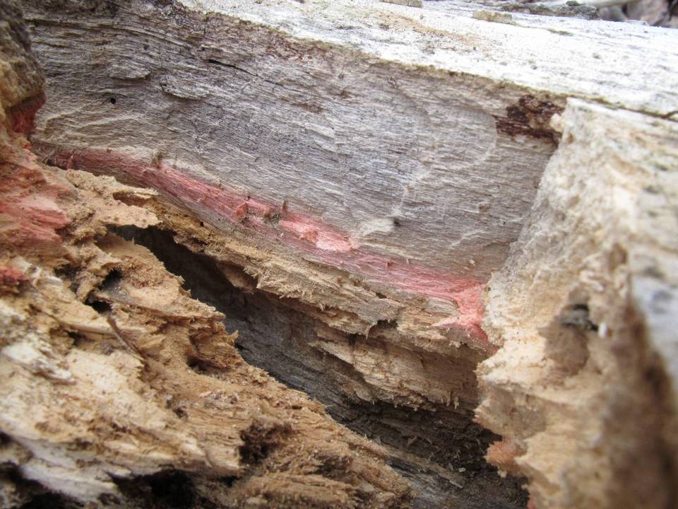 Scytalidium cuboideum image