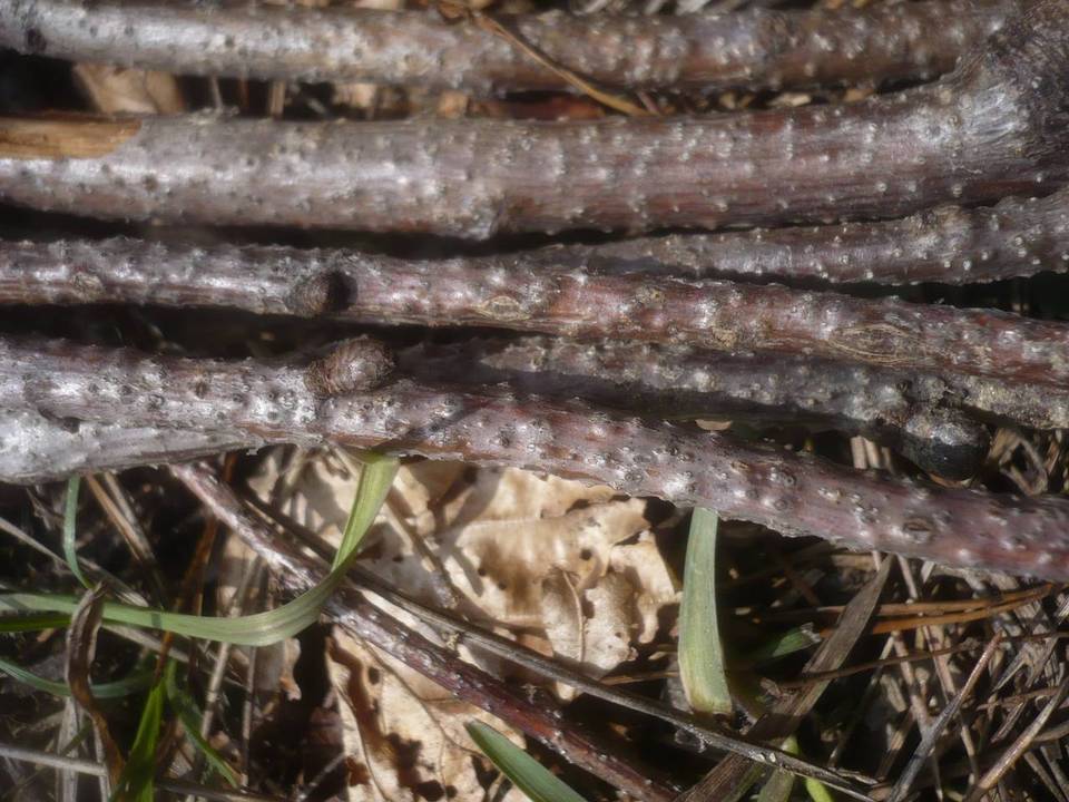 Enchnoa infernalis image