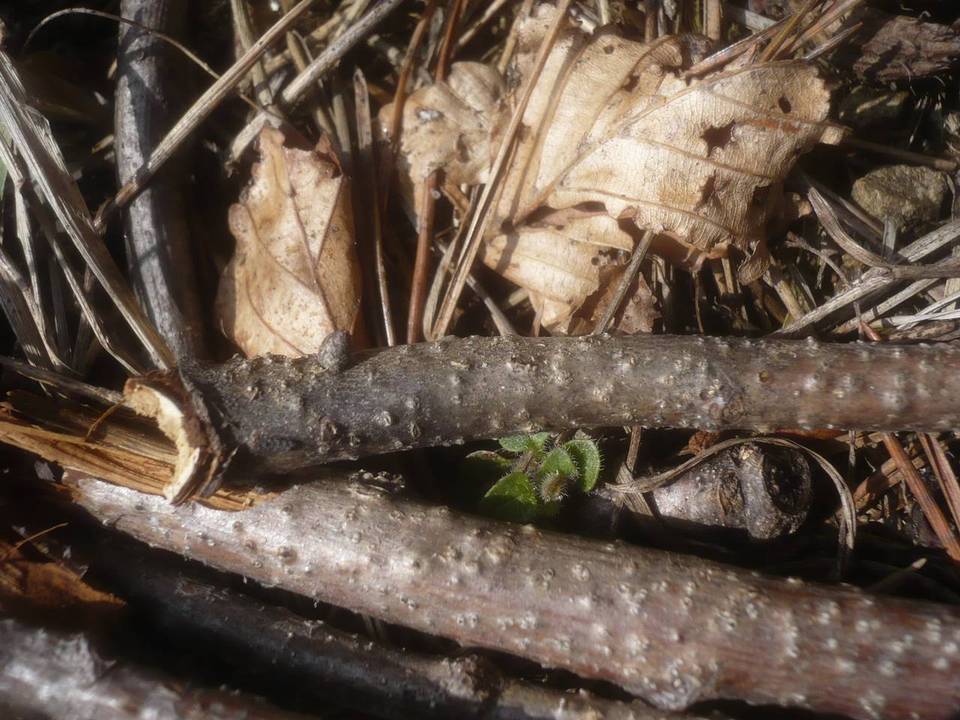 Enchnoa infernalis image