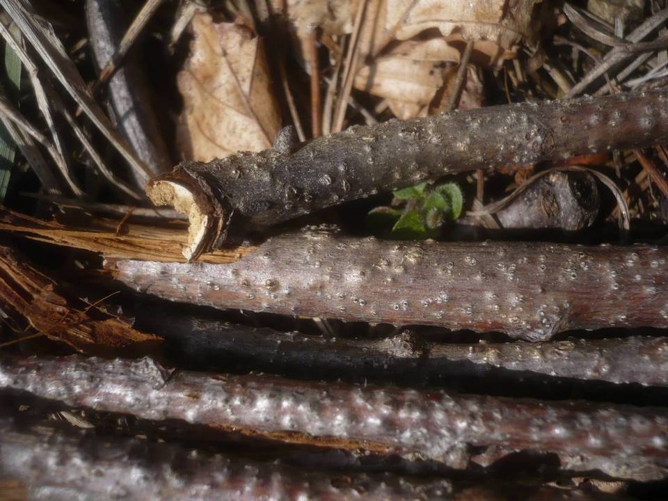 Enchnoa infernalis image