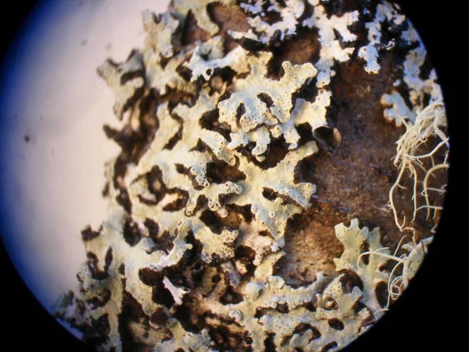 Pannoparmelia angustata image