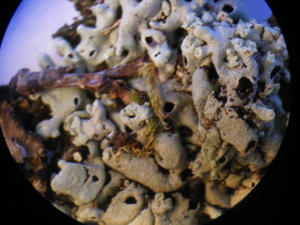 Menegazzia wandae image