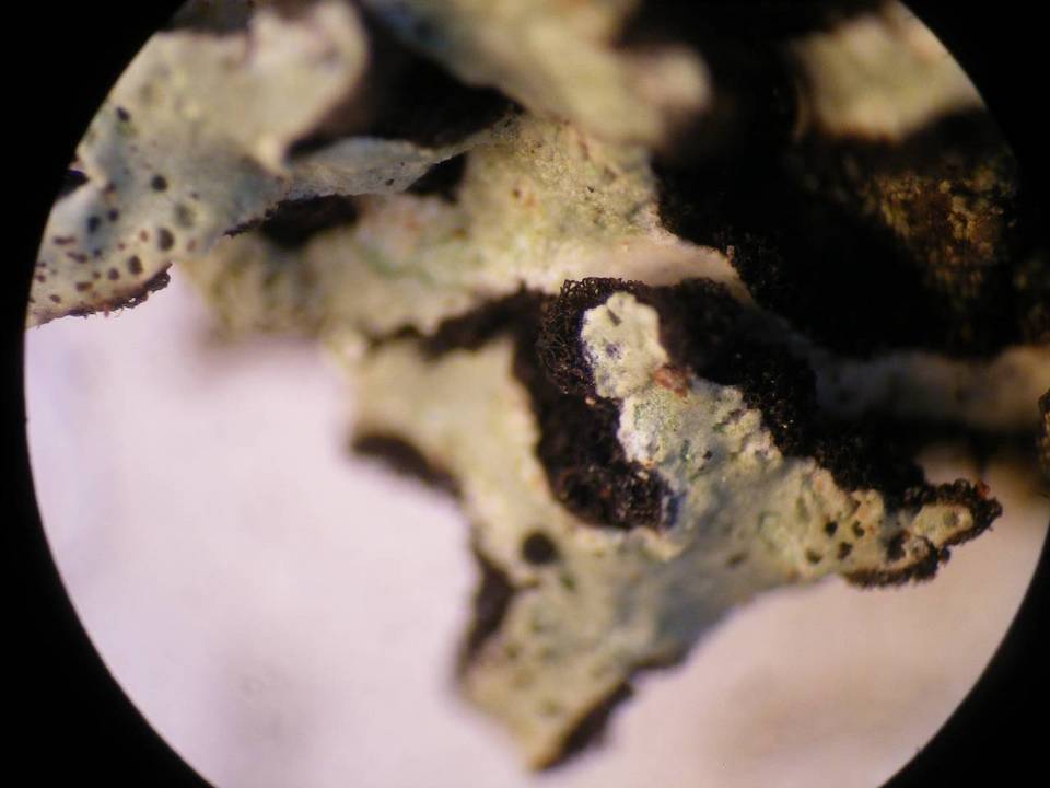 Pannoparmelia image