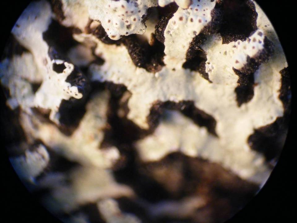 Pannoparmelia angustata image