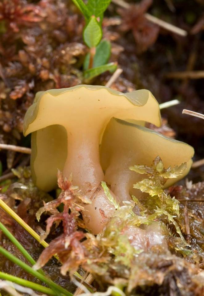 Sarcoleotia turficola image