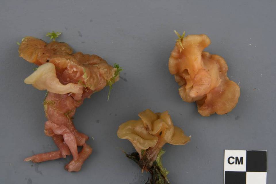 Sarcoleotia turficola image