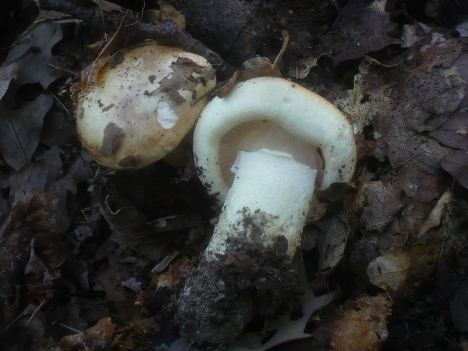 Leucopaxillus compactus image