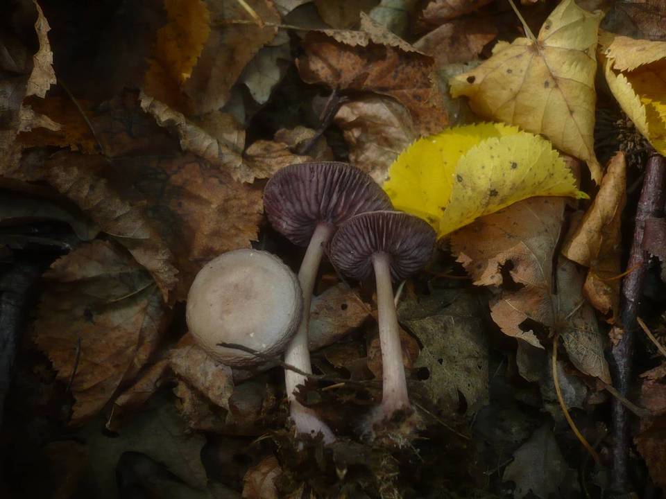 Mycena pelianthina image