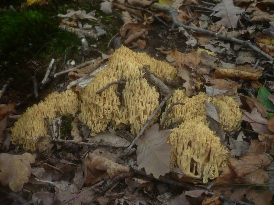Ramaria pallidosaponaria image