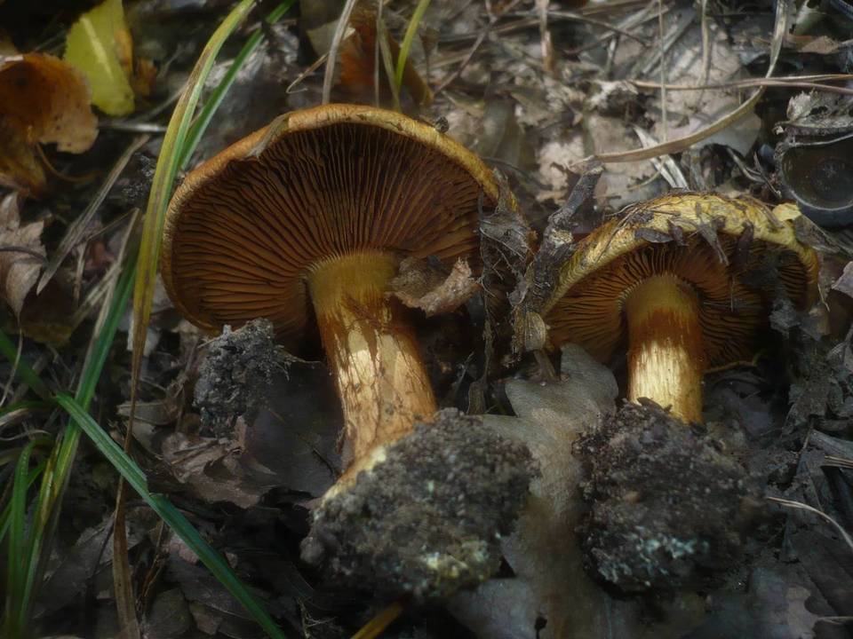 Cortinarius quercilicis image
