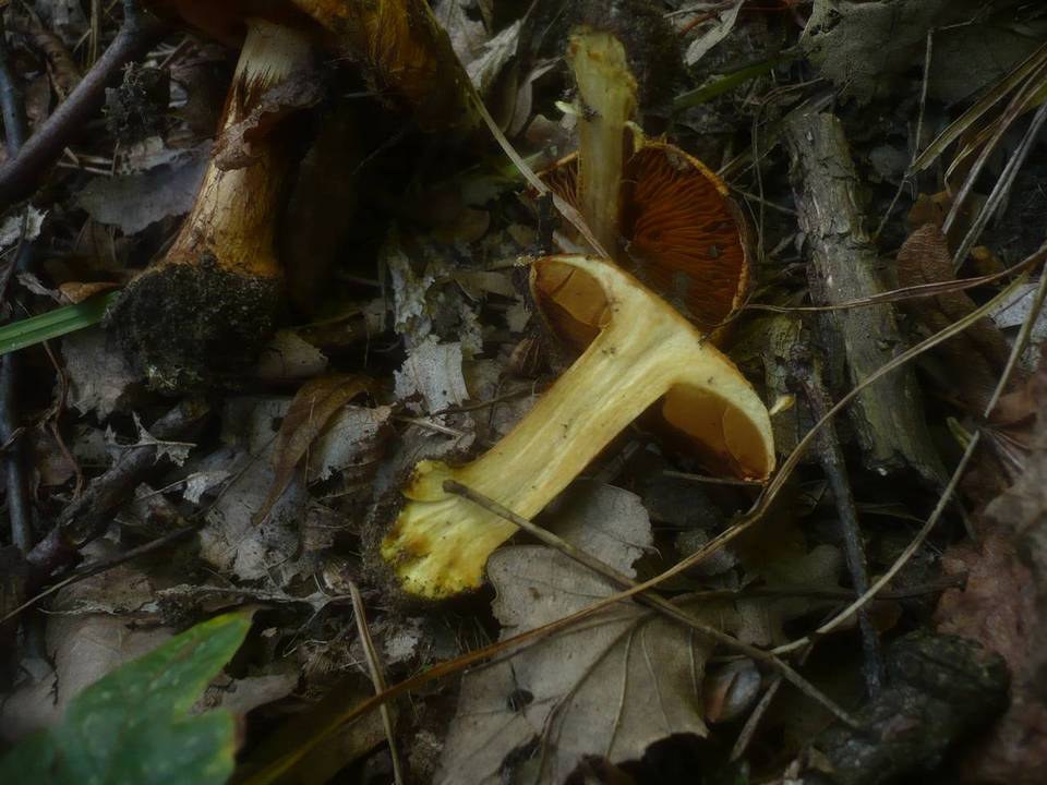 Cortinarius quercilicis image