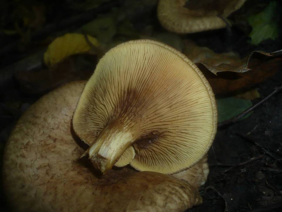 Paxillus rubicundulus image
