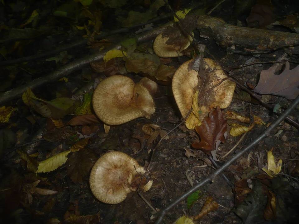Paxillus rubicundulus image