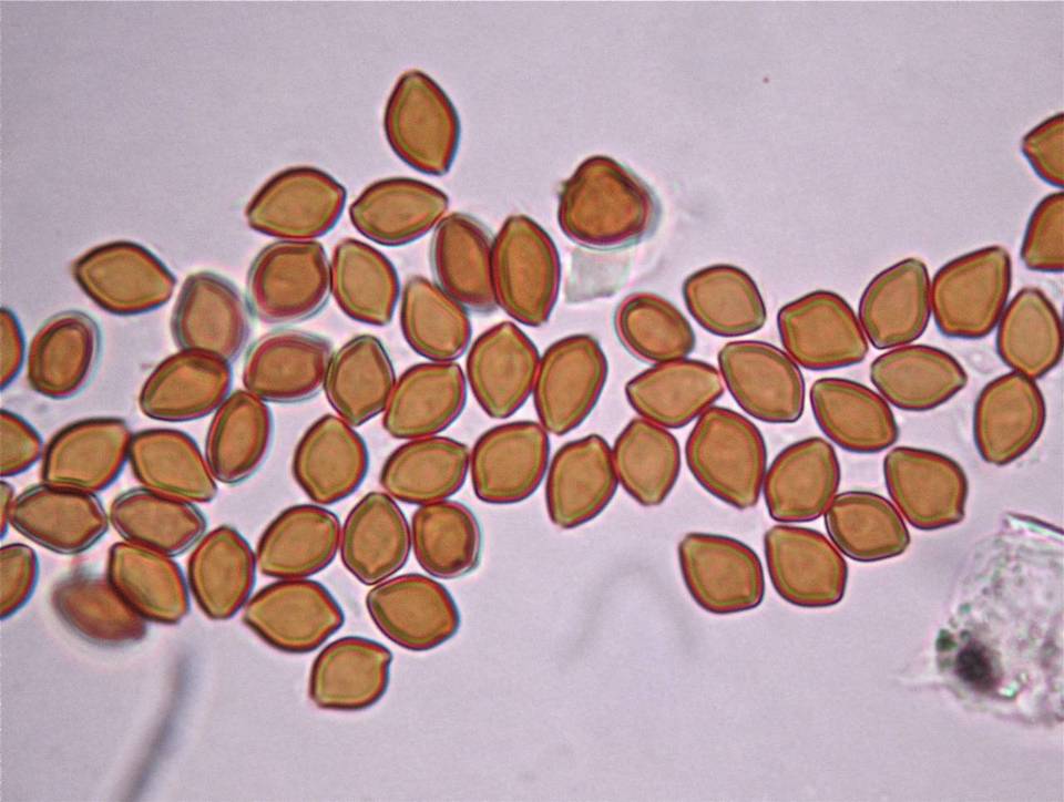 Psilocybe aerugineomaculans image