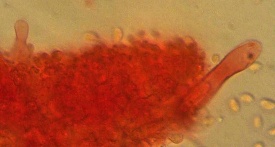 Mycena quiniaultensis image