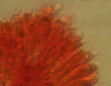 Mycena quiniaultensis image