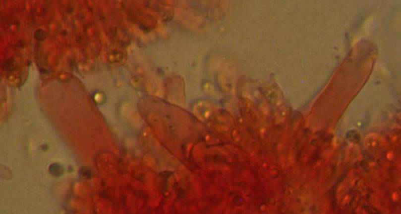 Mycena quiniaultensis image