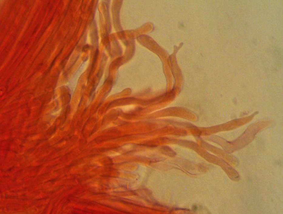 Mycena quiniaultensis image