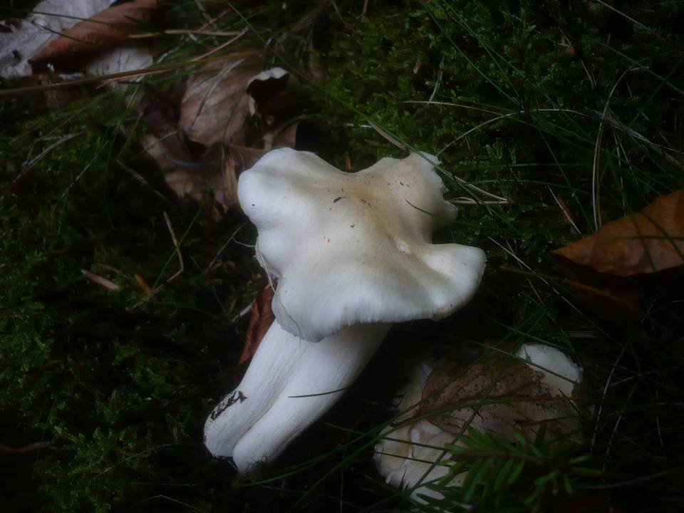 Hygrophorus poetarum image