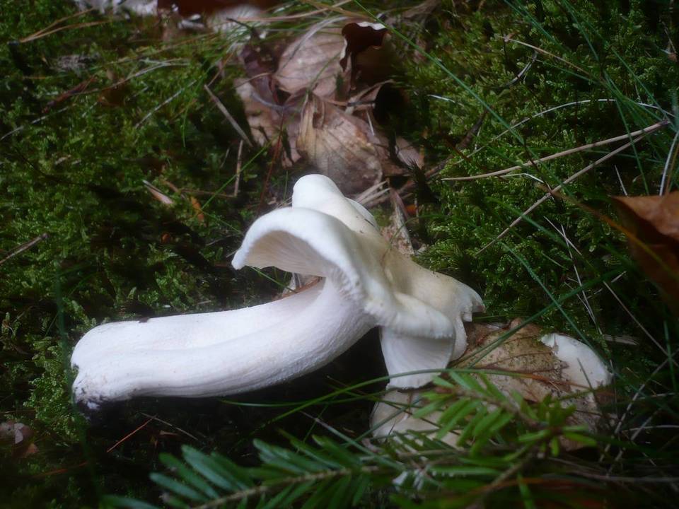 Hygrophorus poetarum image