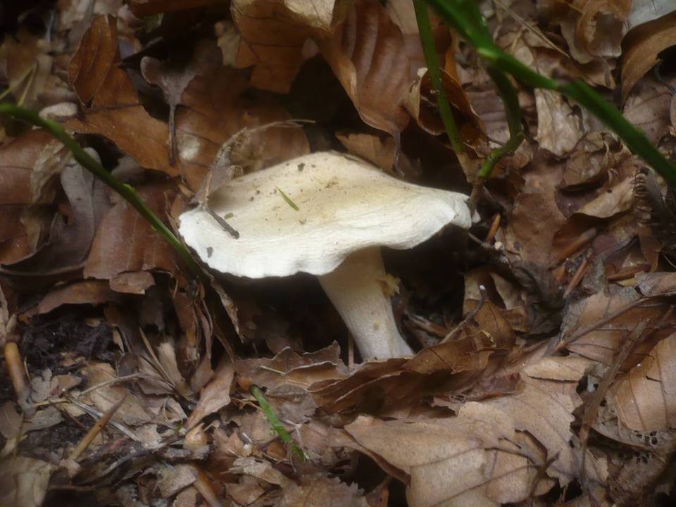 Hygrophorus poetarum image