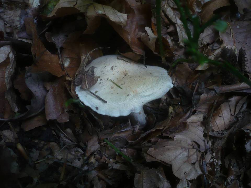 Hygrophorus poetarum image