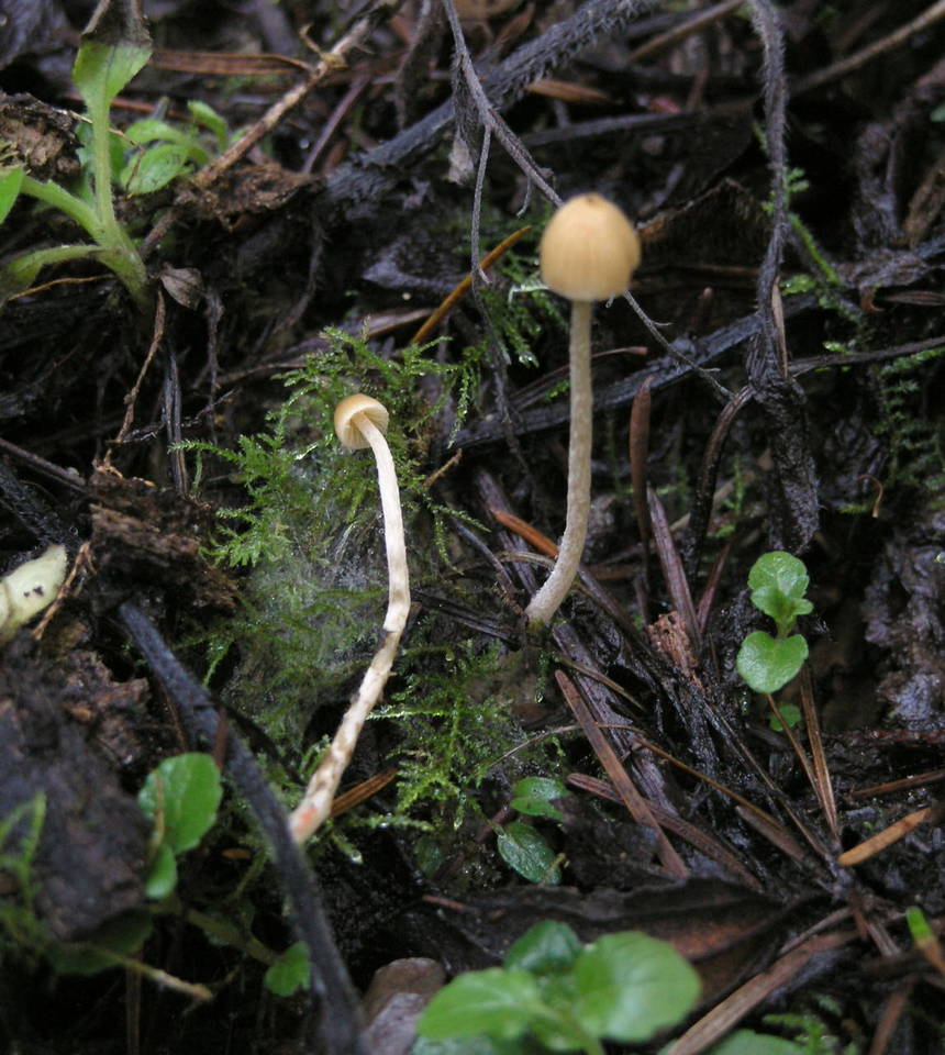 Galerina clavata image